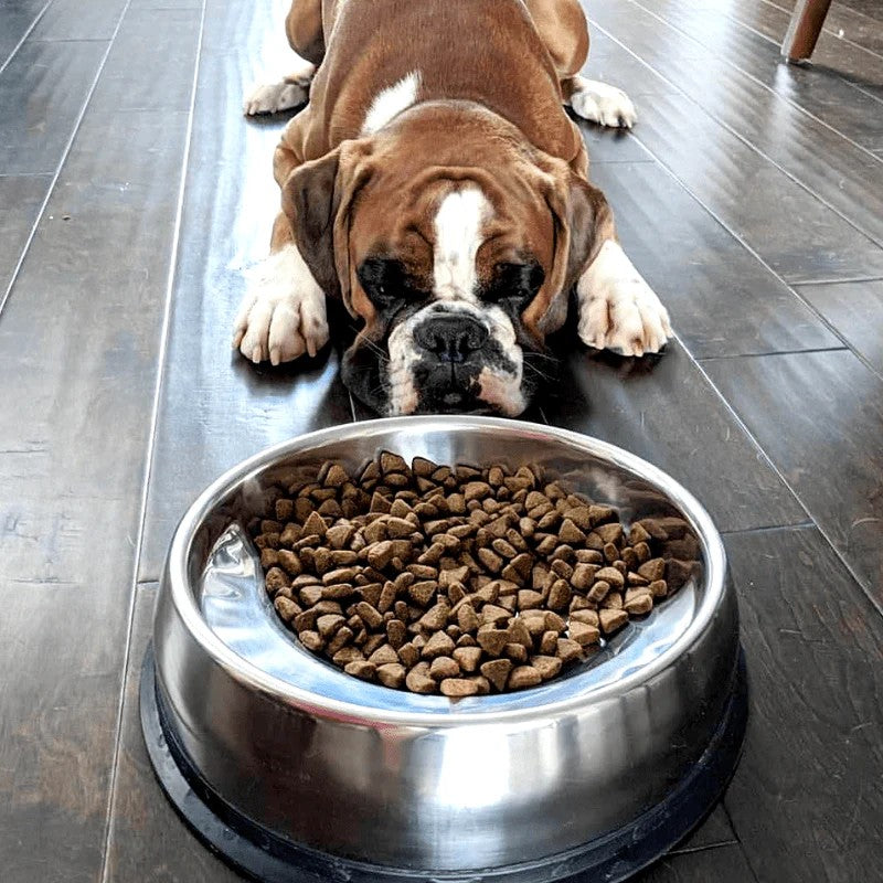 Pet Bowls/Feeding
